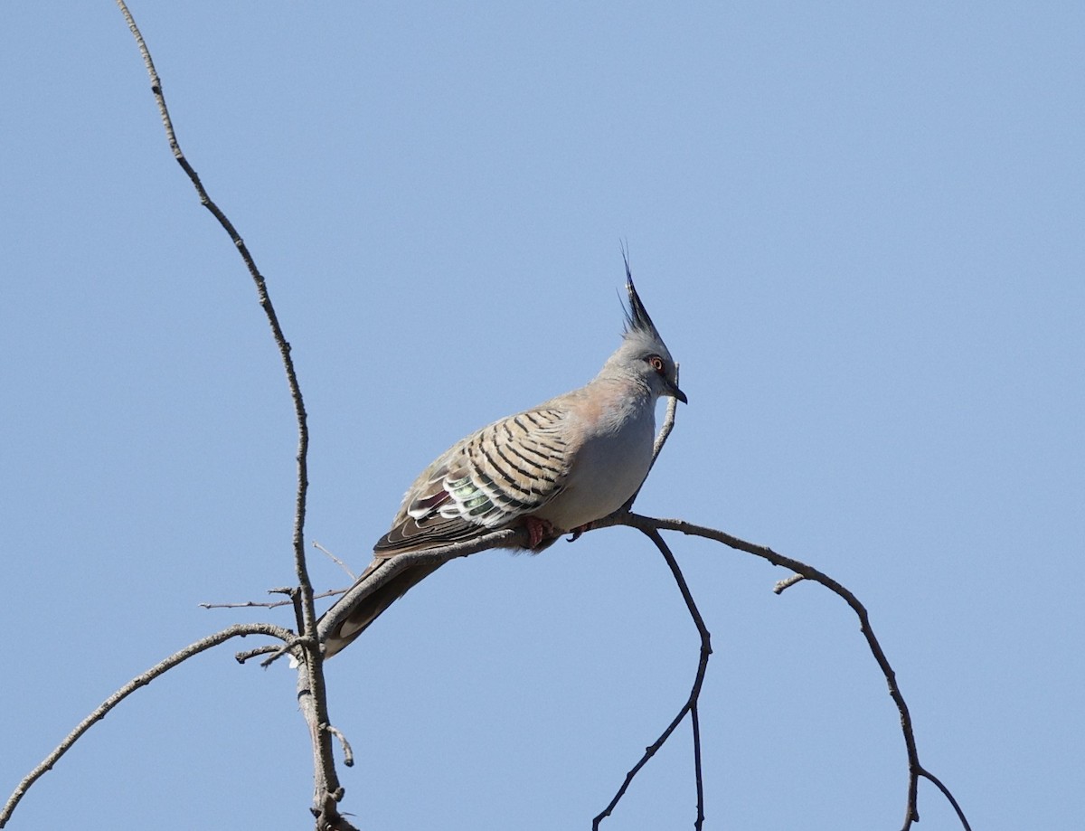 Crested Pigeon - ML632340779
