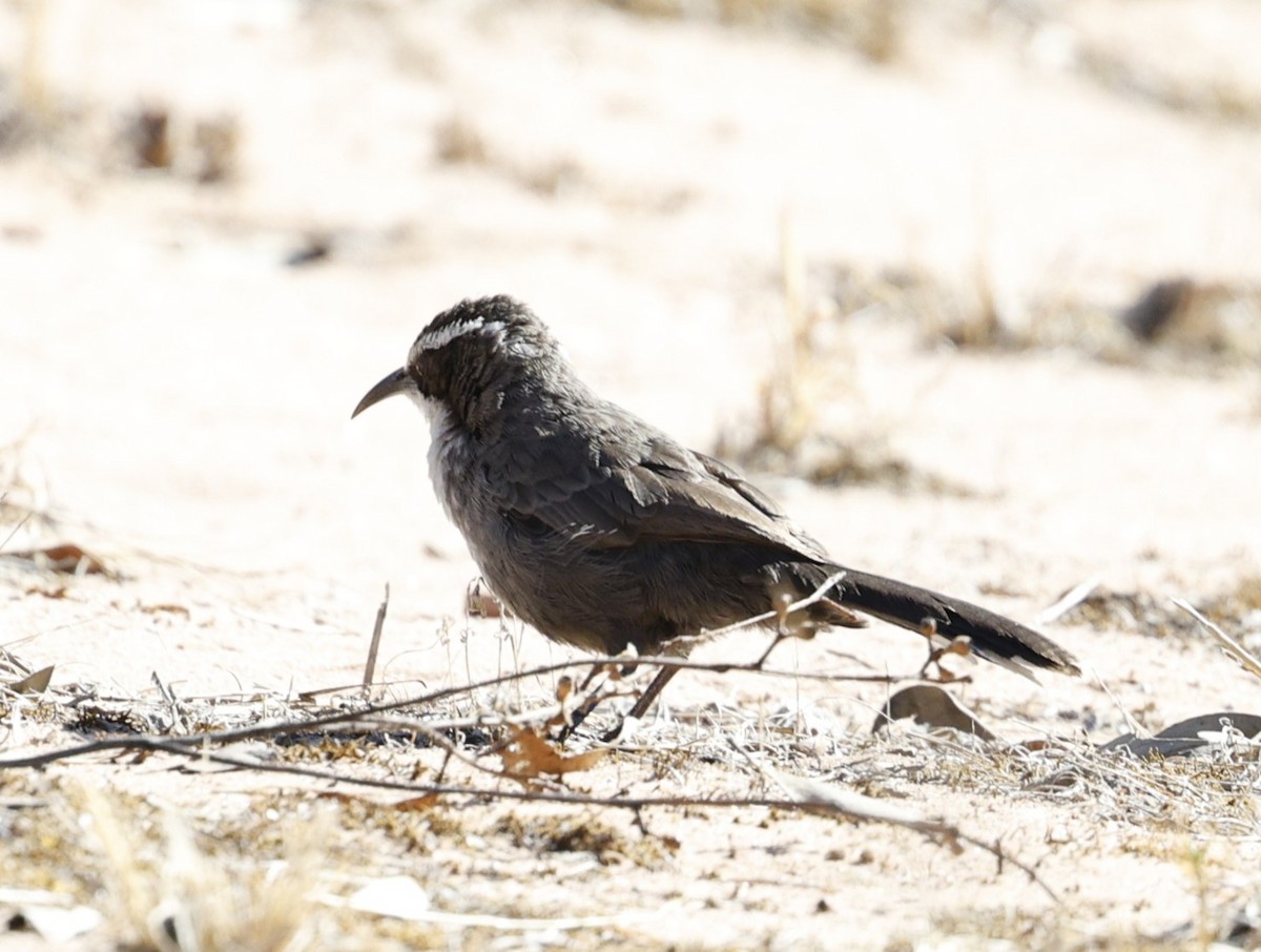 White-browed Babbler - ML632340781