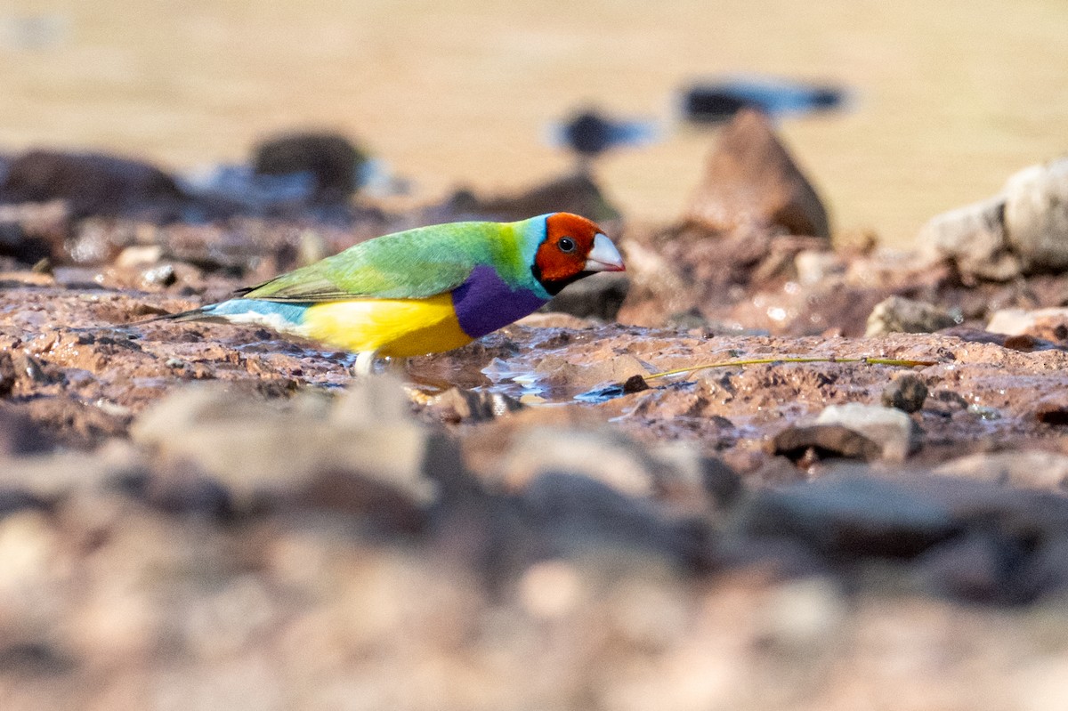 Gouldian Finch - ML632340869