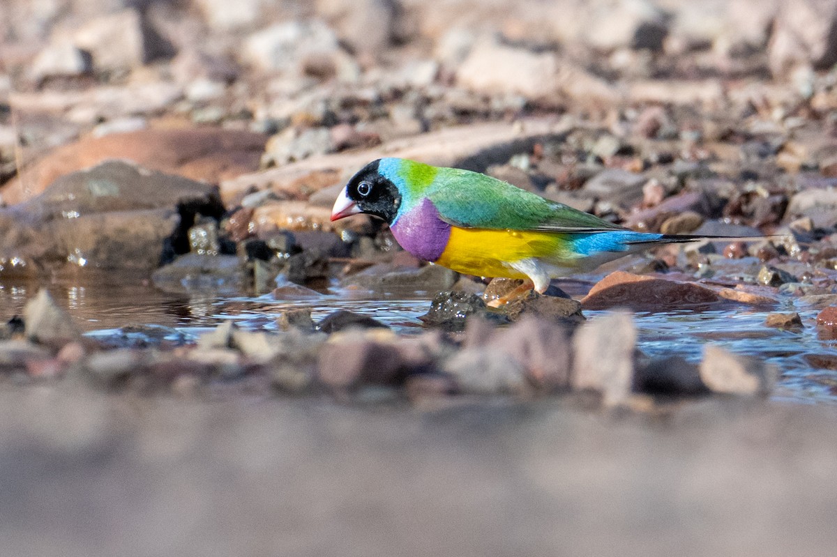 Gouldian Finch - ML632340870