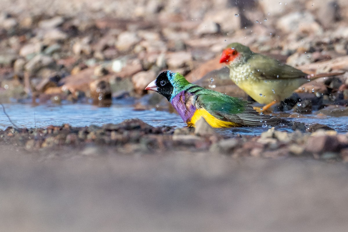 Gouldian Finch - ML632340872