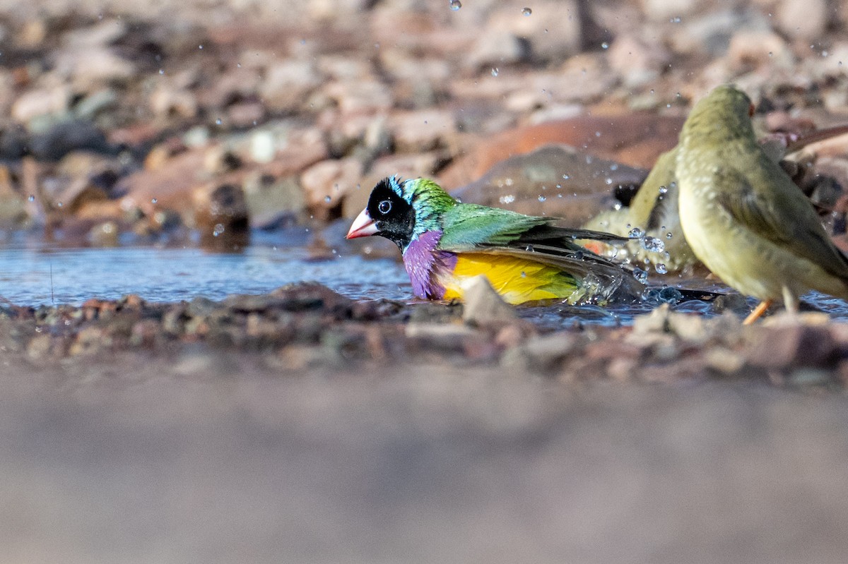 Gouldian Finch - ML632340873