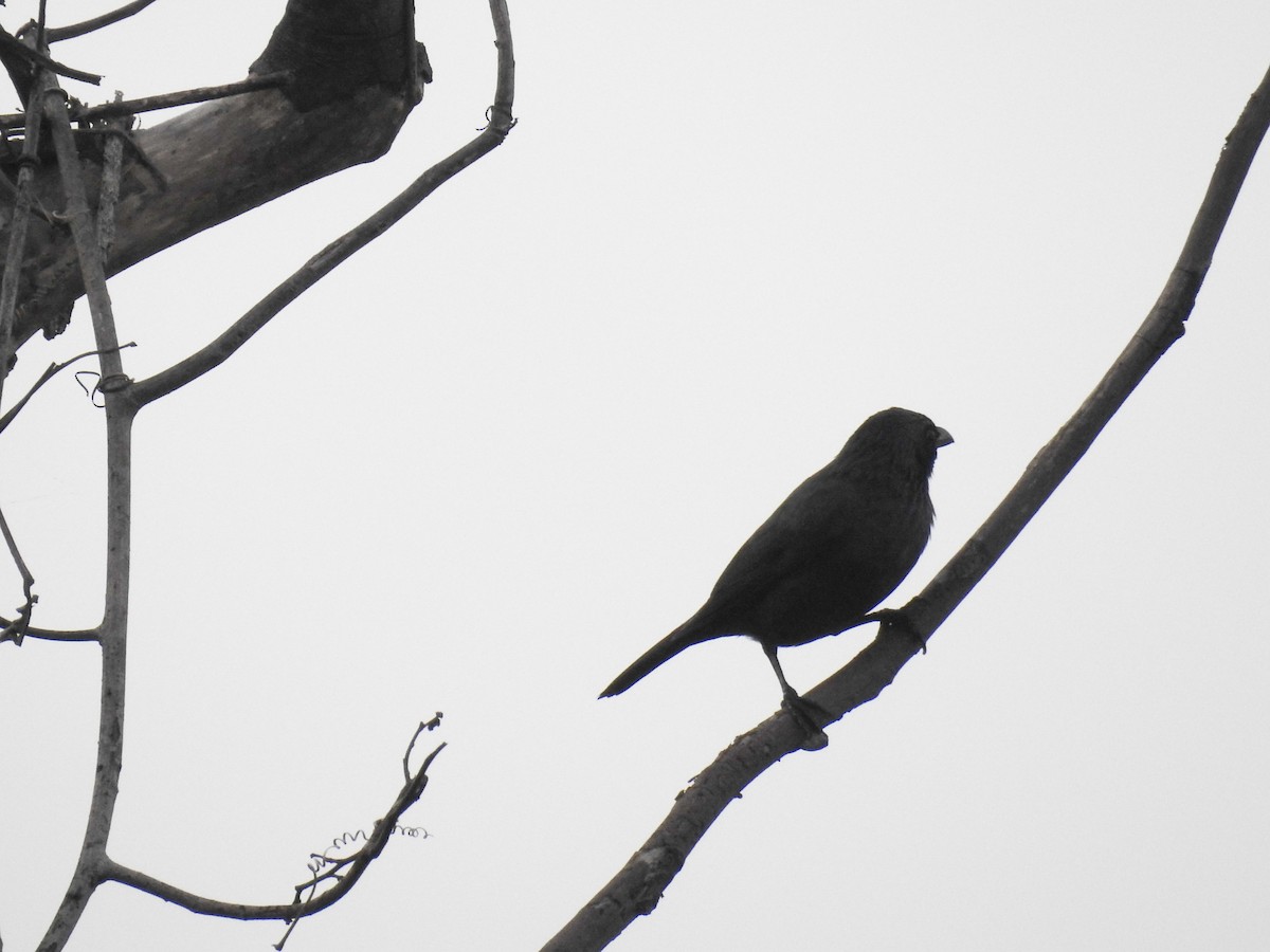 Tanimbar Starling - Pam Rasmussen