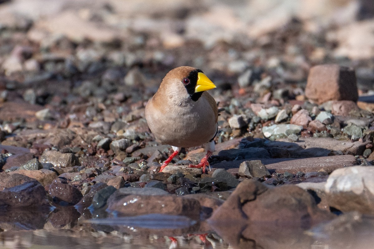 Masked Finch - ML632340935