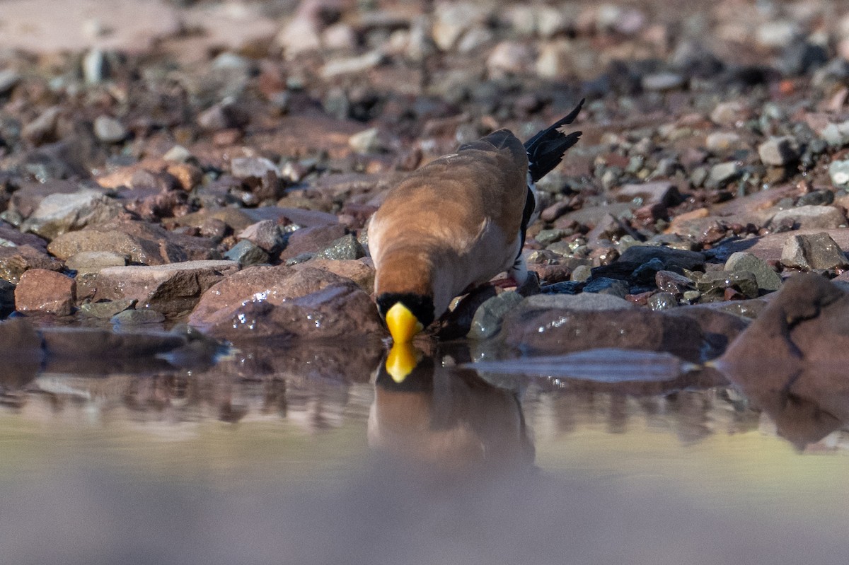Masked Finch - ML632340936