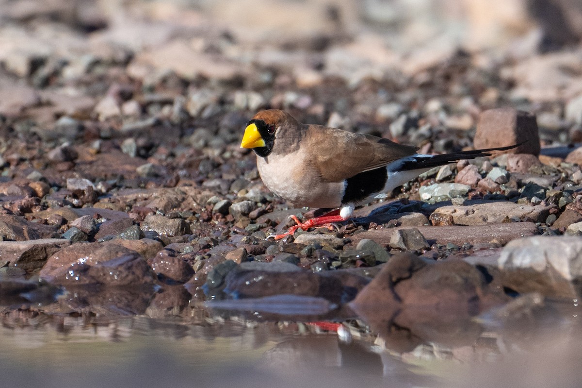 Masked Finch - ML632340937