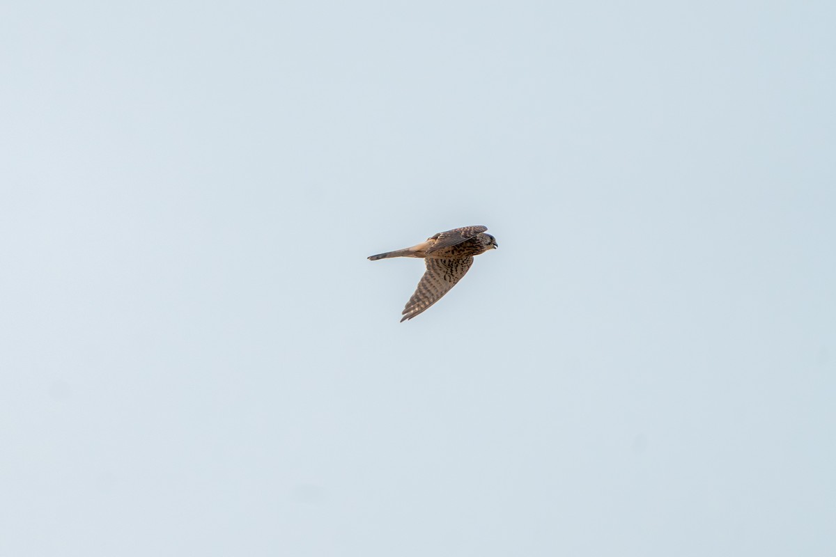 Eurasian Kestrel - ML632341043