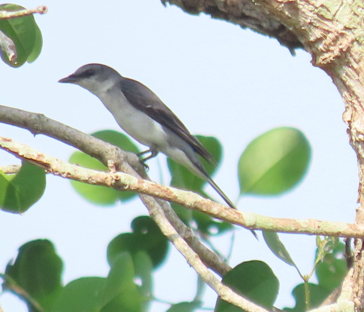 Ashy Minivet - ML632341046