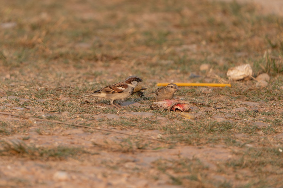 House Sparrow - ML632341056