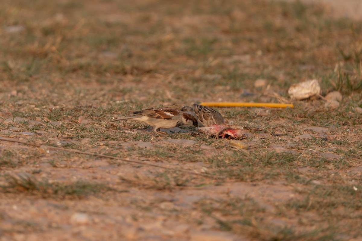 House Sparrow - ML632341057