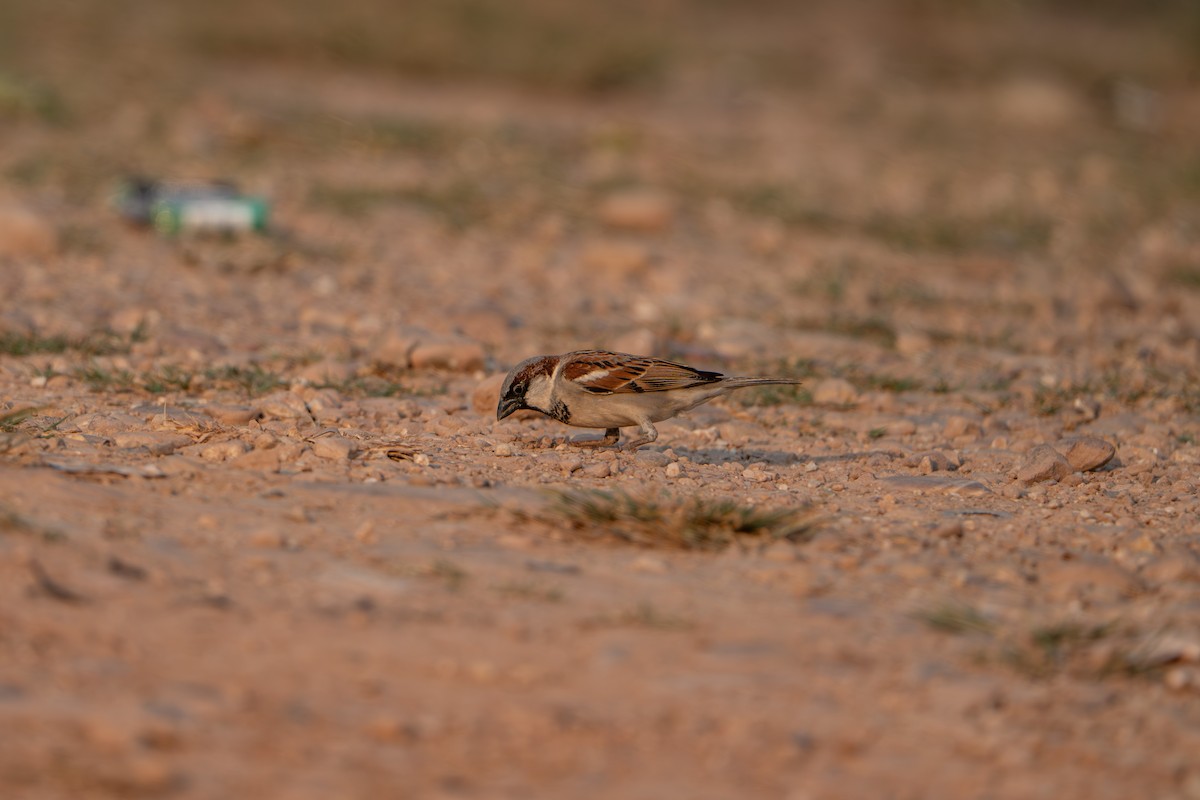 House Sparrow - ML632341058