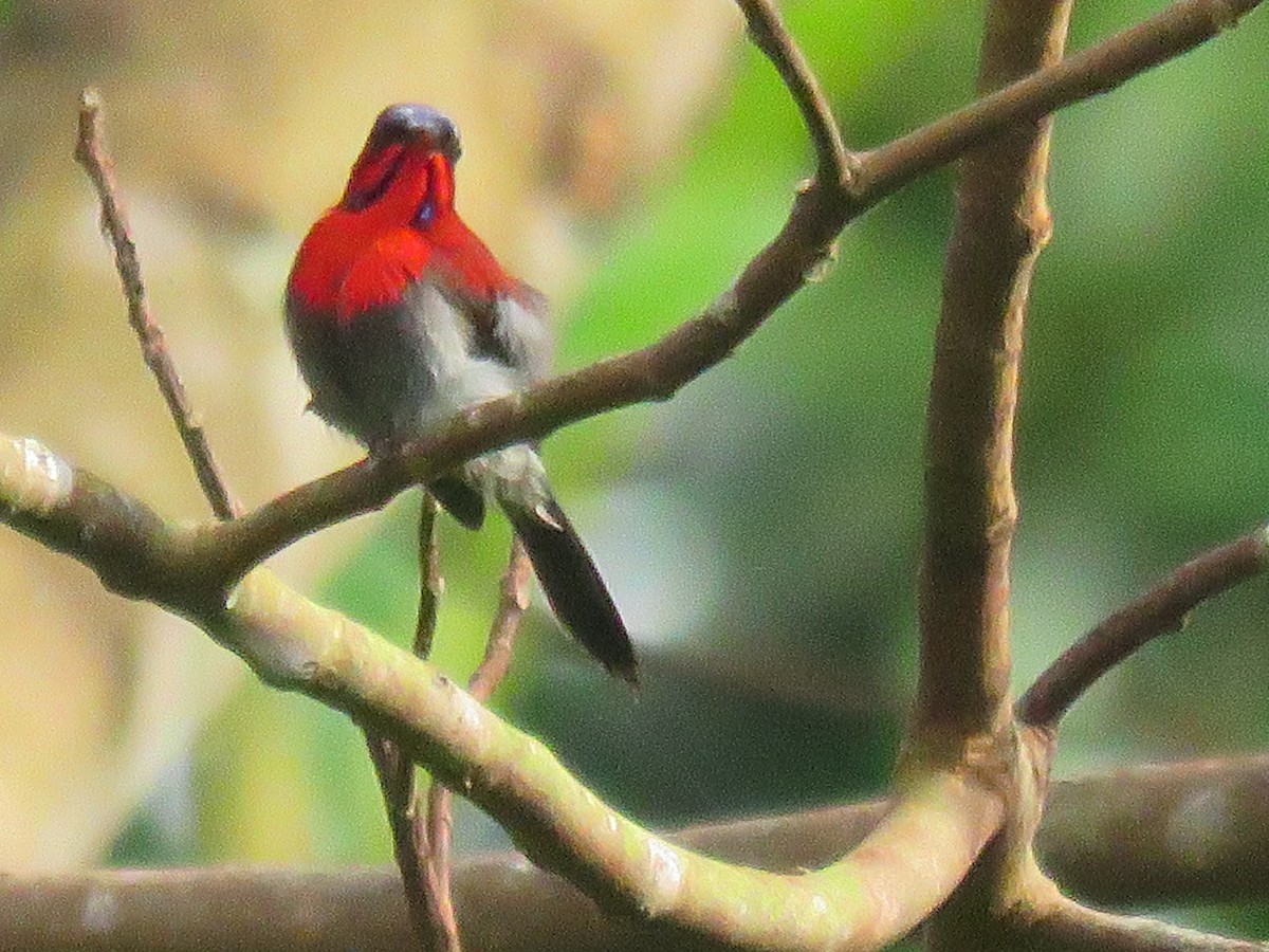 Crimson Sunbird - Kim Seng Lim