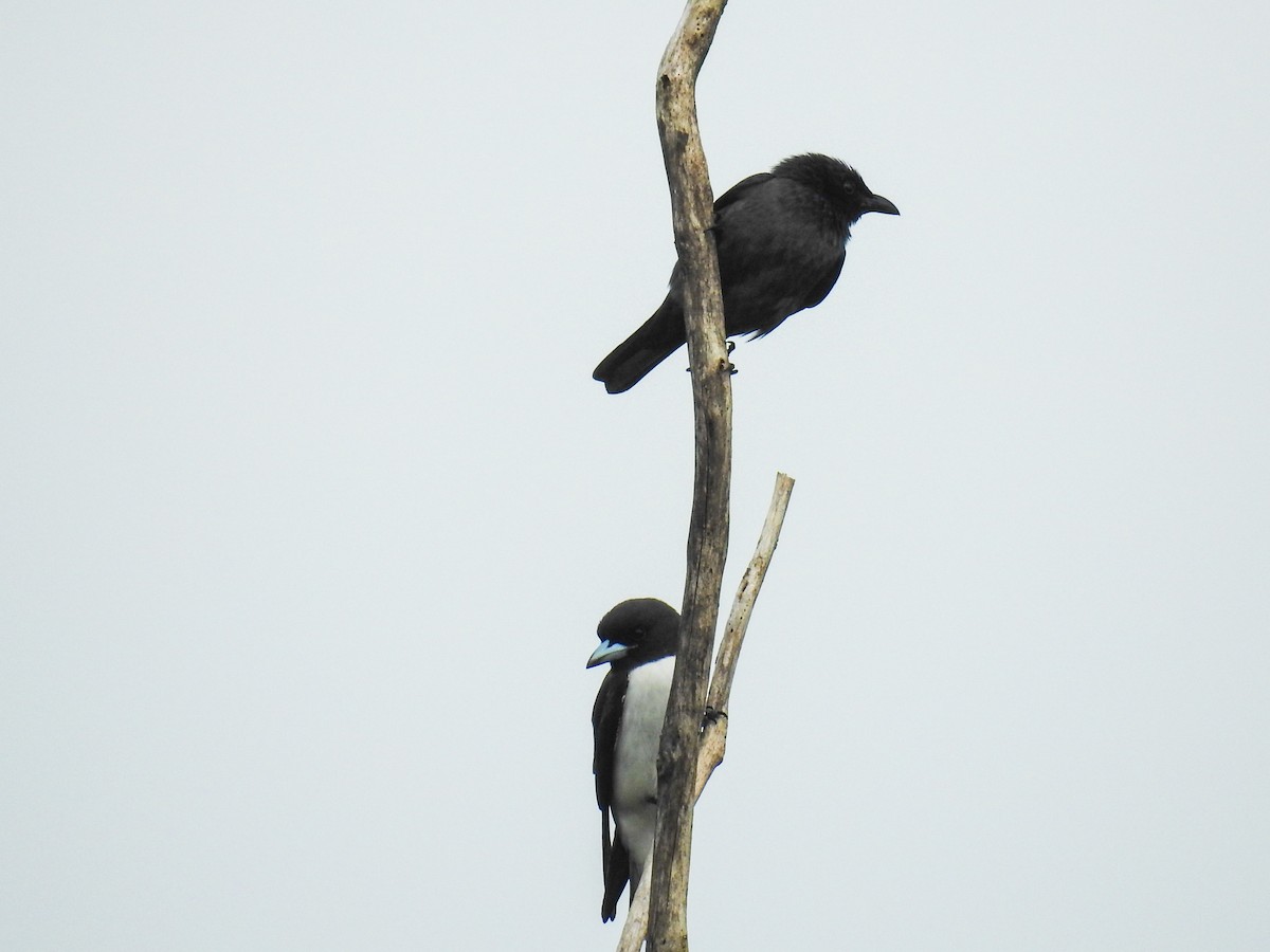 Tanimbar Starling - ML63234131