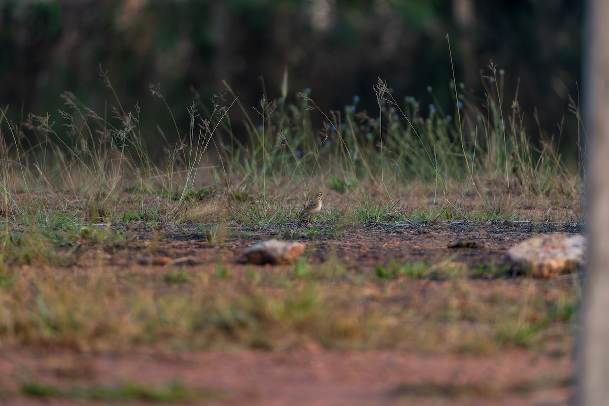 Paddyfield Pipit - ML632341324