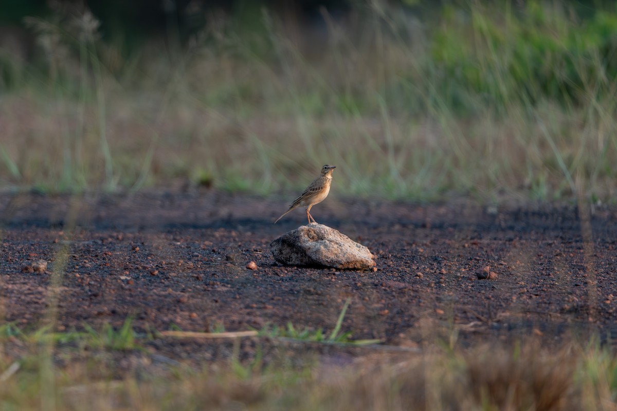 Paddyfield Pipit - ML632341325