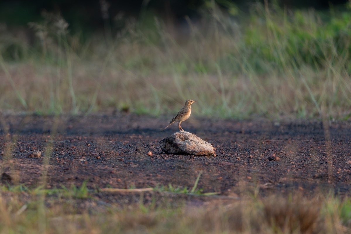 Paddyfield Pipit - ML632341326