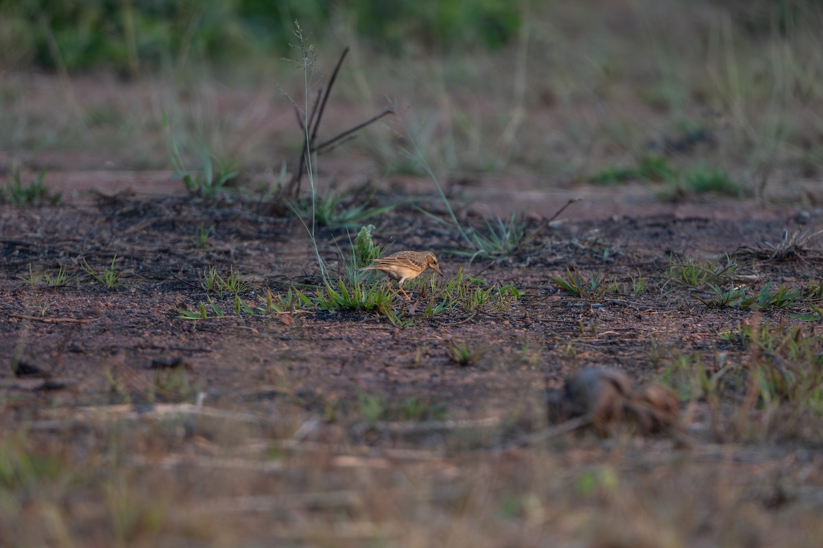 Paddyfield Pipit - ML632341327