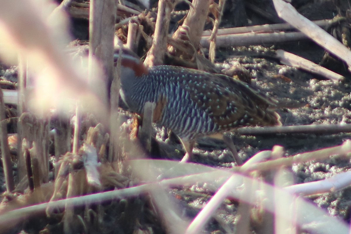 Buff-banded Rail - ML632341334