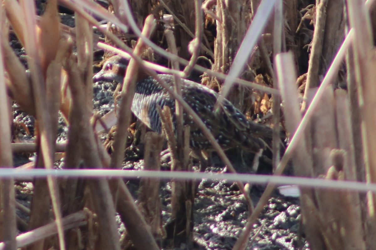 Buff-banded Rail - ML632341335