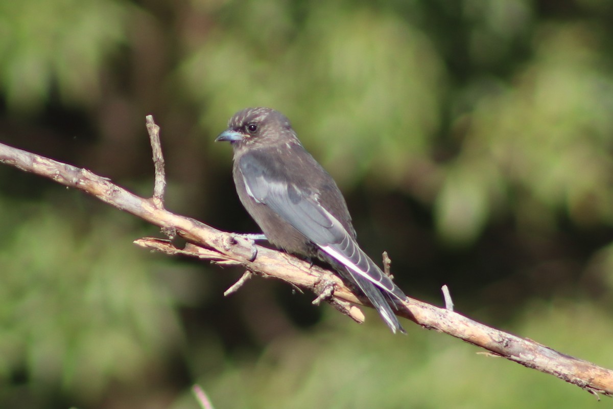 Dusky Woodswallow - ML632341338