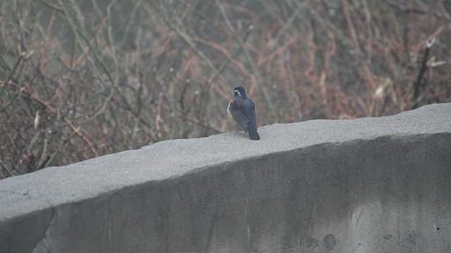 Collared Bush-Robin - ML632341405