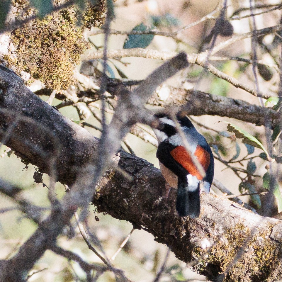 White-browed Shrike-Babbler - ML632341429