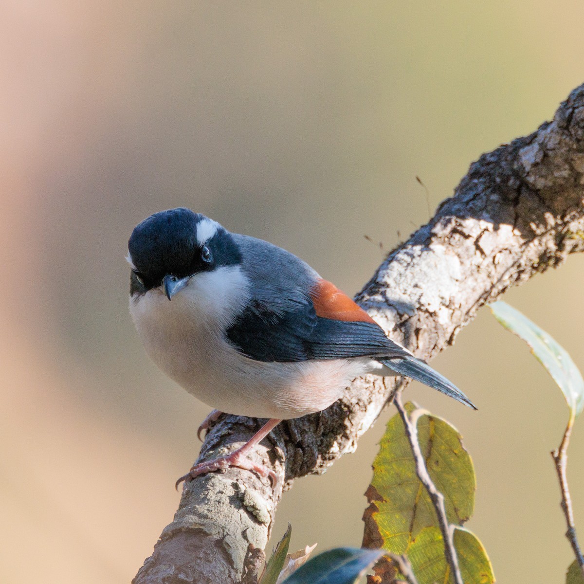 White-browed Shrike-Babbler - ML632341430