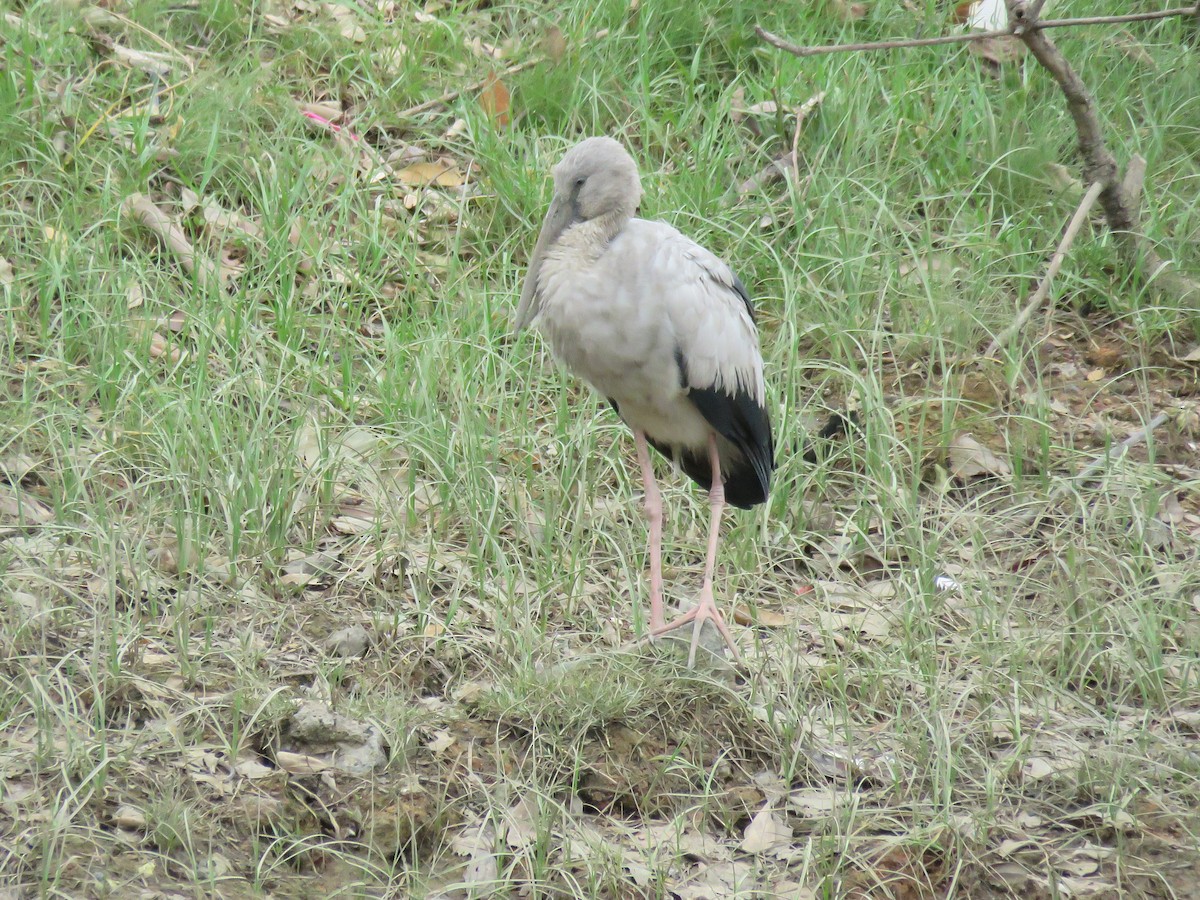 Asian Openbill - ML632341457