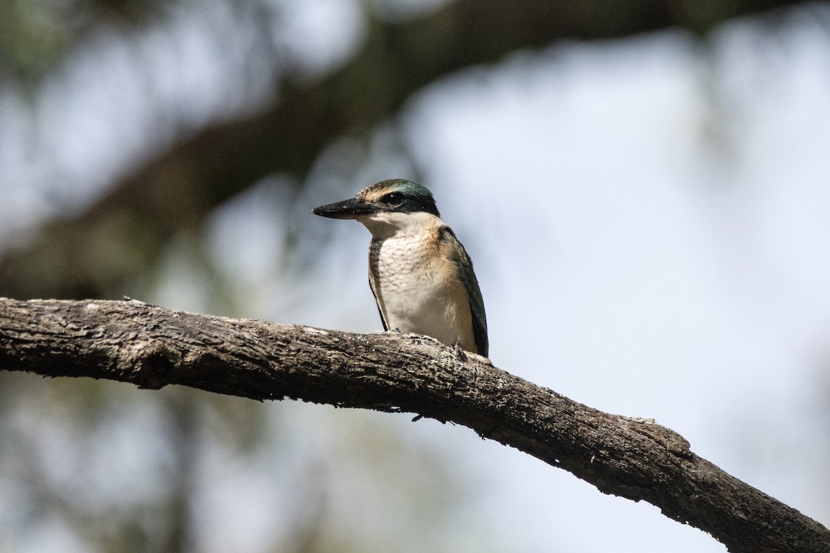 Sacred Kingfisher (Australasian) - ML632341589