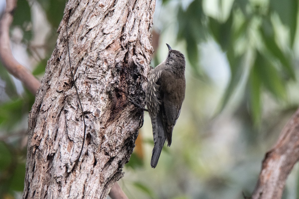 White-throated Treecreeper (White-throated) - ML632341603