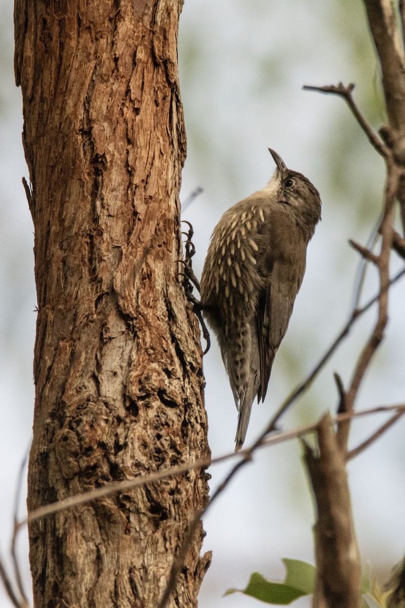 White-throated Treecreeper (White-throated) - ML632341606