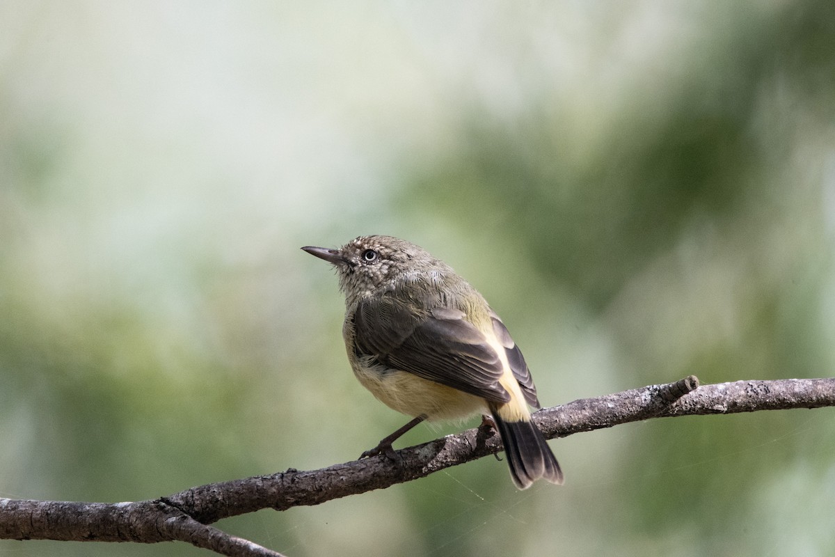 Buff-rumped Thornbill - ML632341617