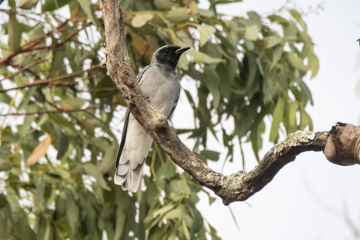 Black-faced Cuckooshrike - ML632341629