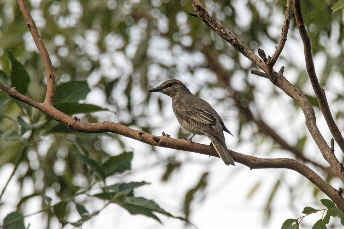 Sahul Cicadabird - ML632341643