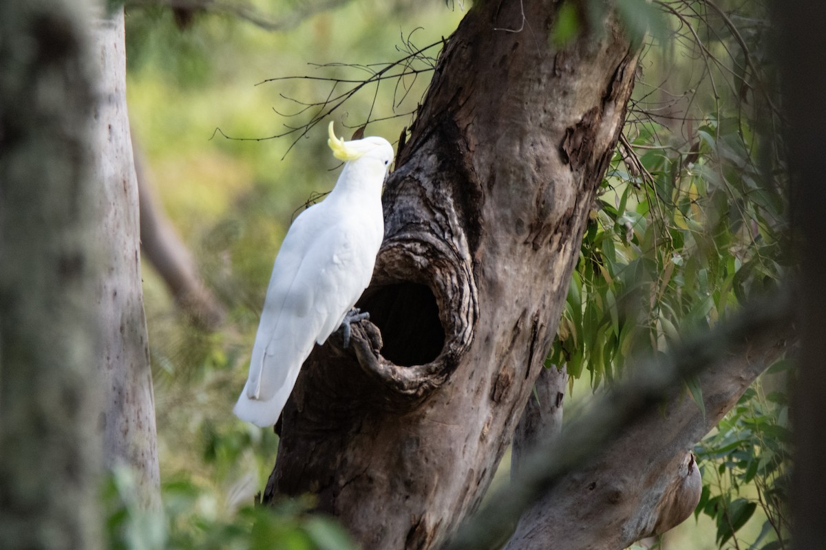 Sulphur-crested Cockatoo - ML632341667