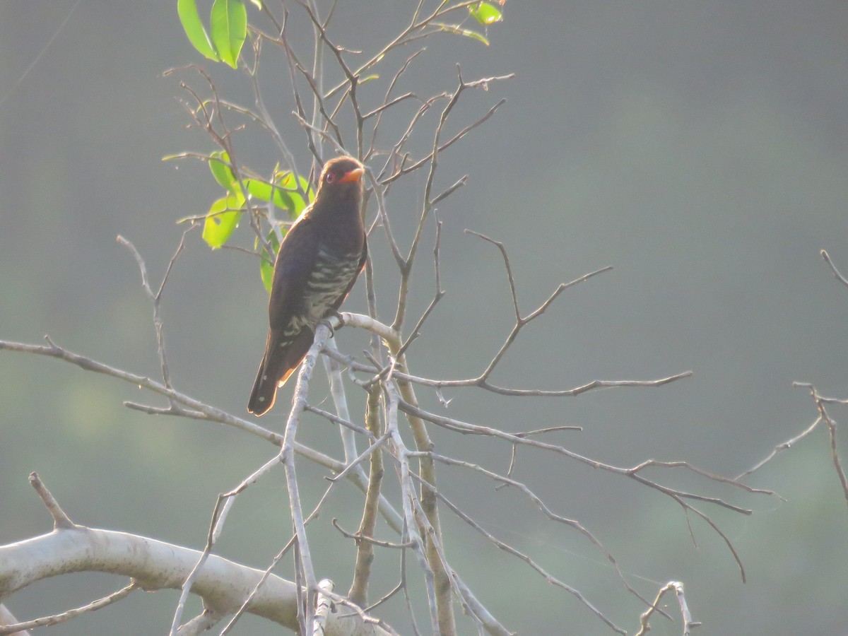Violet Cuckoo - ML632341680