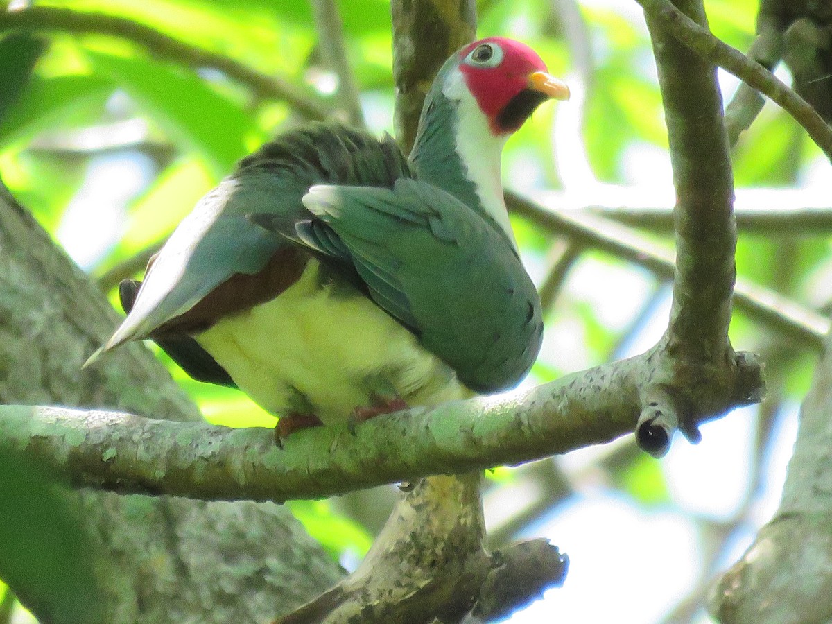 Jambu Fruit-Dove - ML632341708