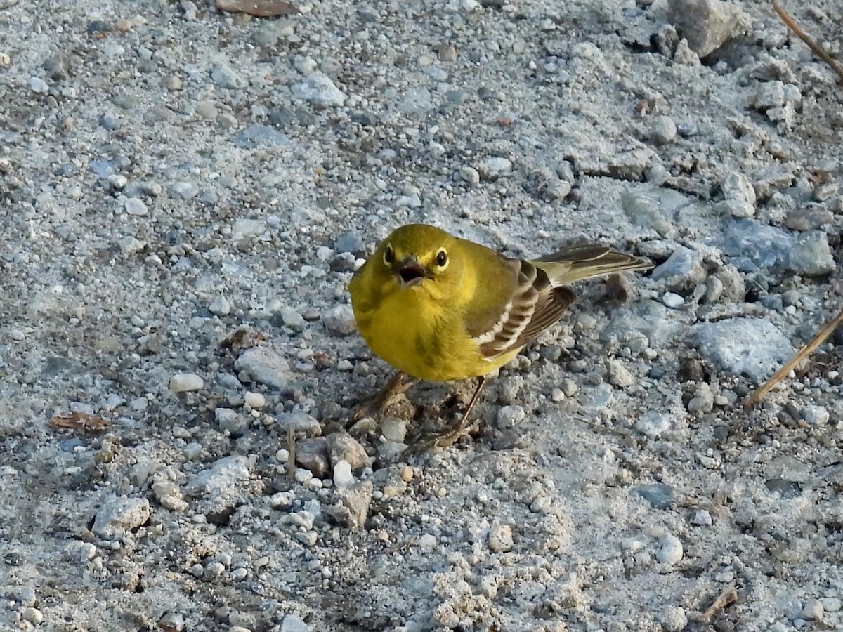 Pine Warbler - ML632341762