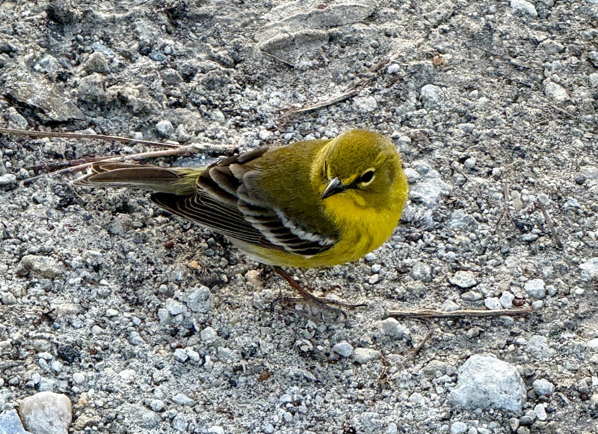 Pine Warbler - ML632341763