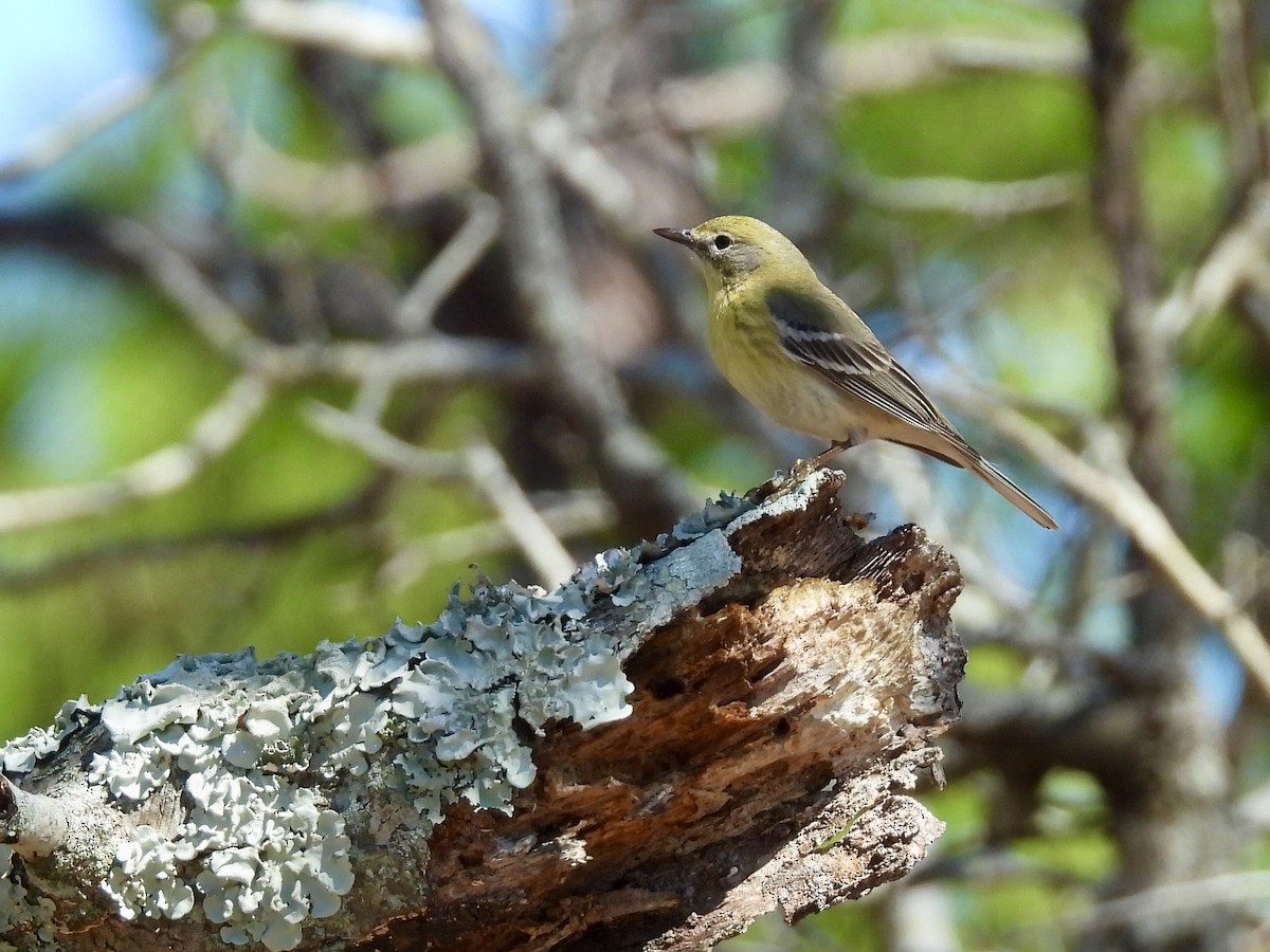 Pine Warbler - ML632341855