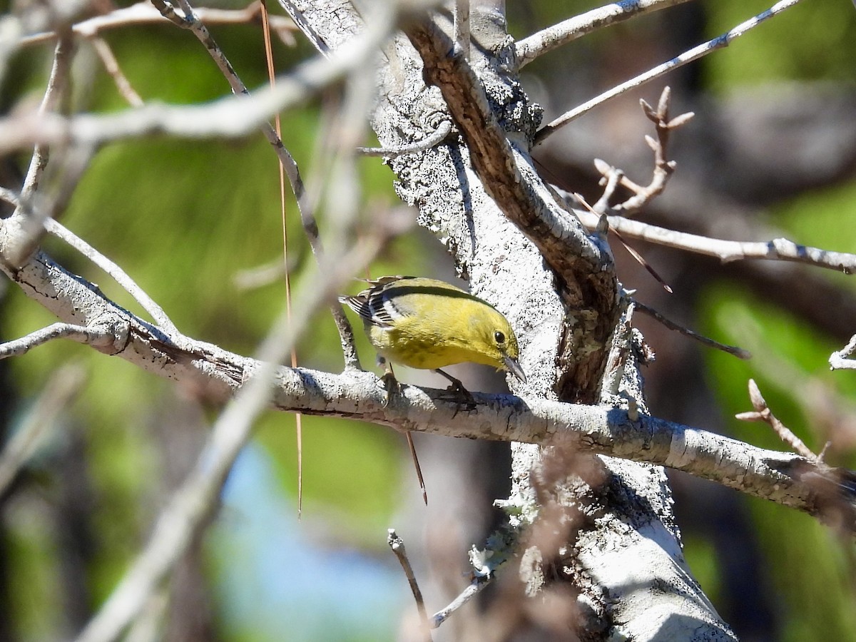Pine Warbler - ML632341856