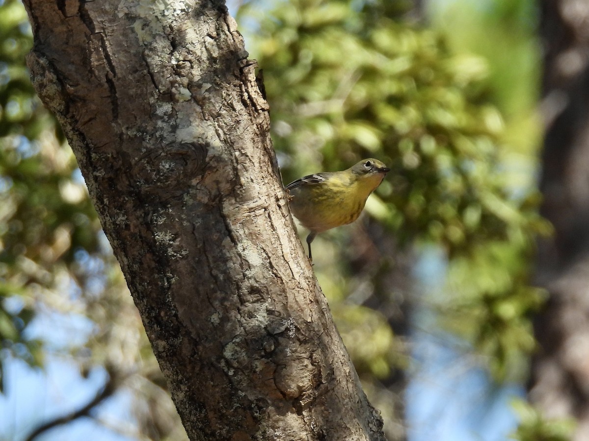 Pine Warbler - ML632341858