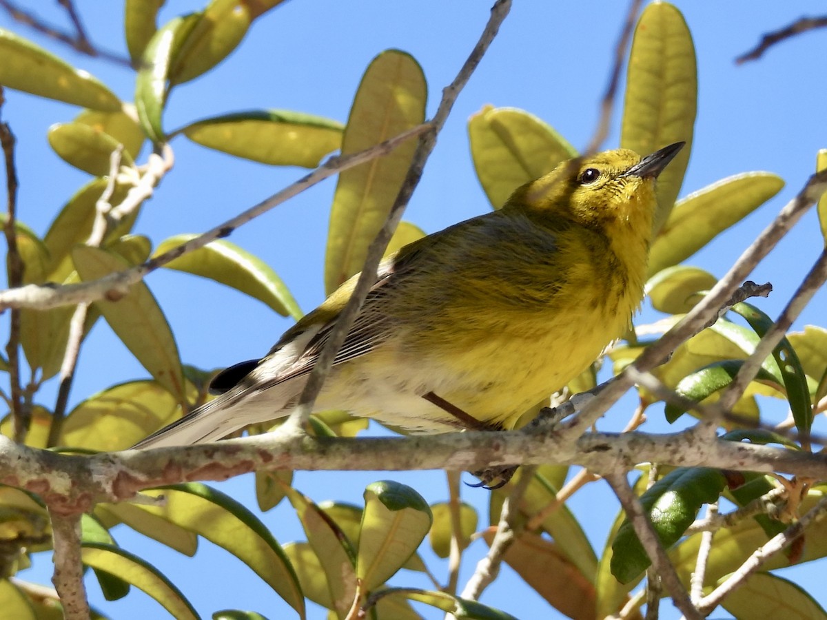Pine Warbler - ML632341900