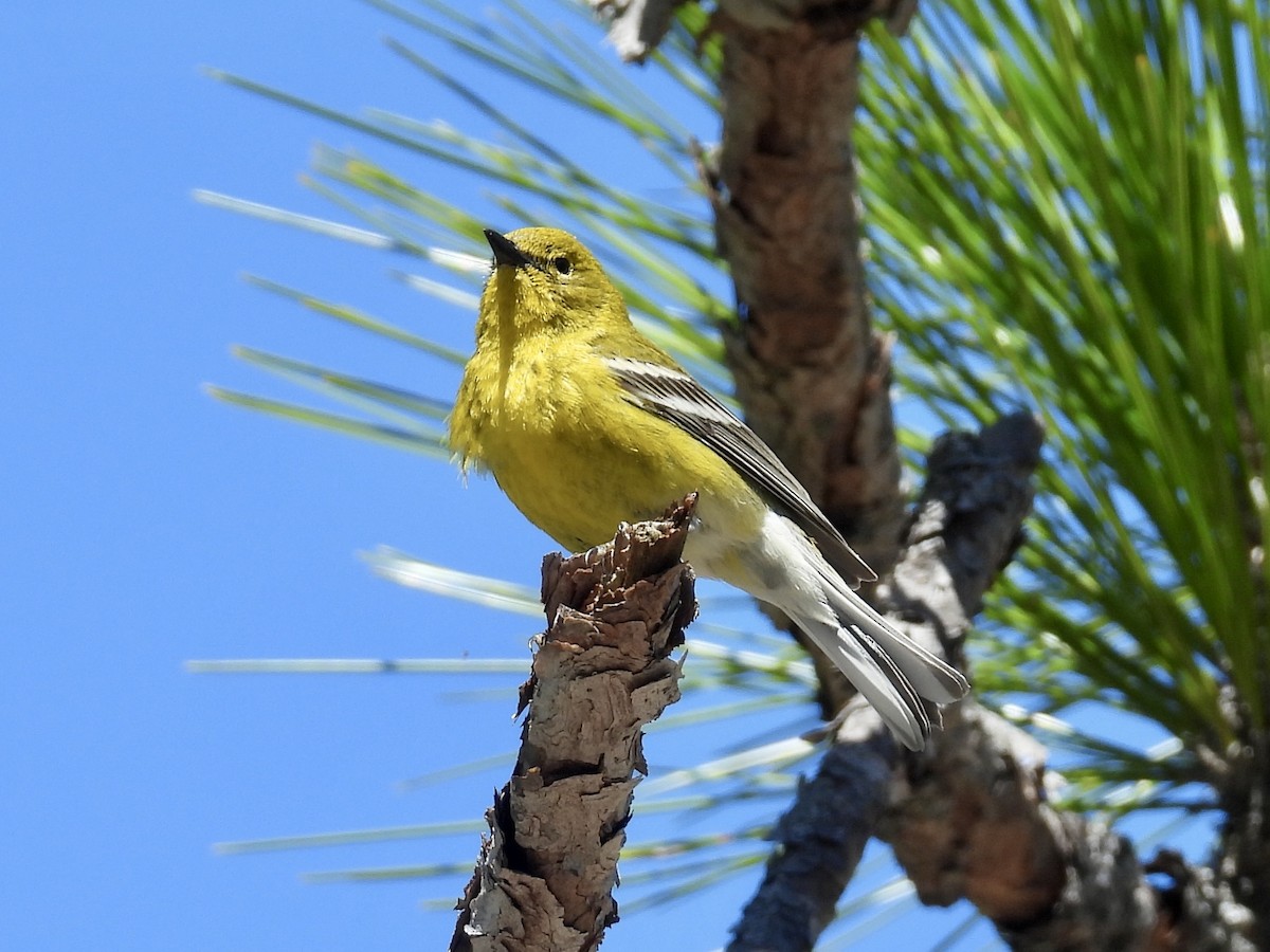 Pine Warbler - ML632341901