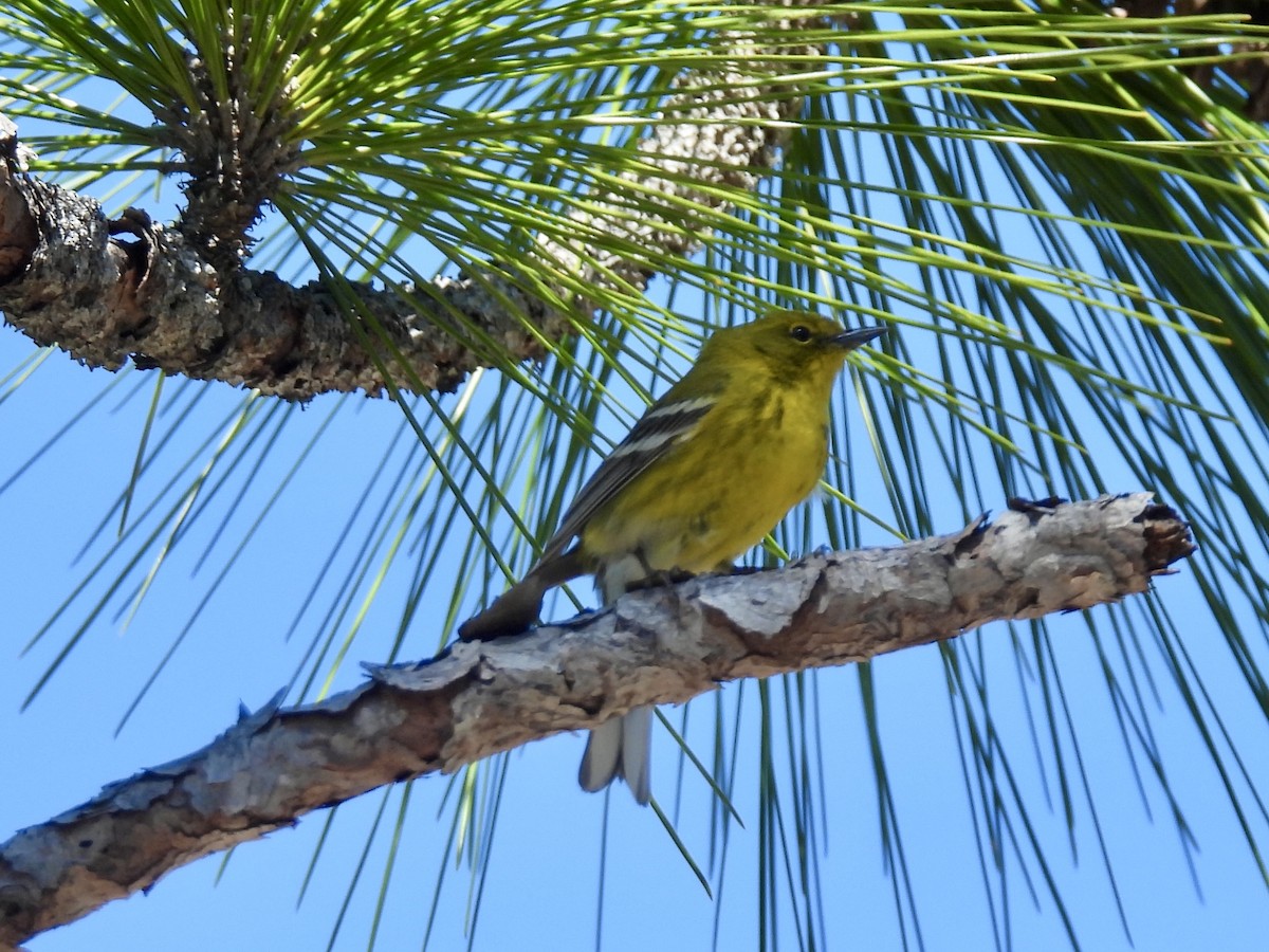 Pine Warbler - ML632341903