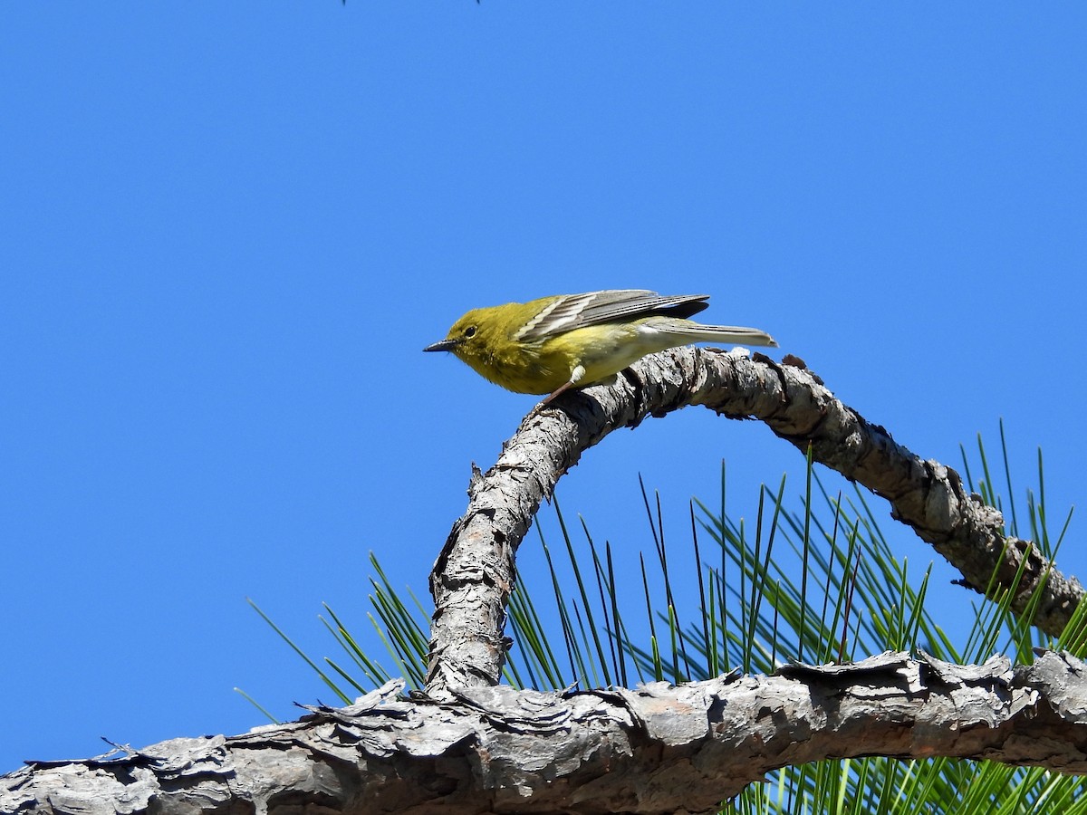 Pine Warbler - ML632341905