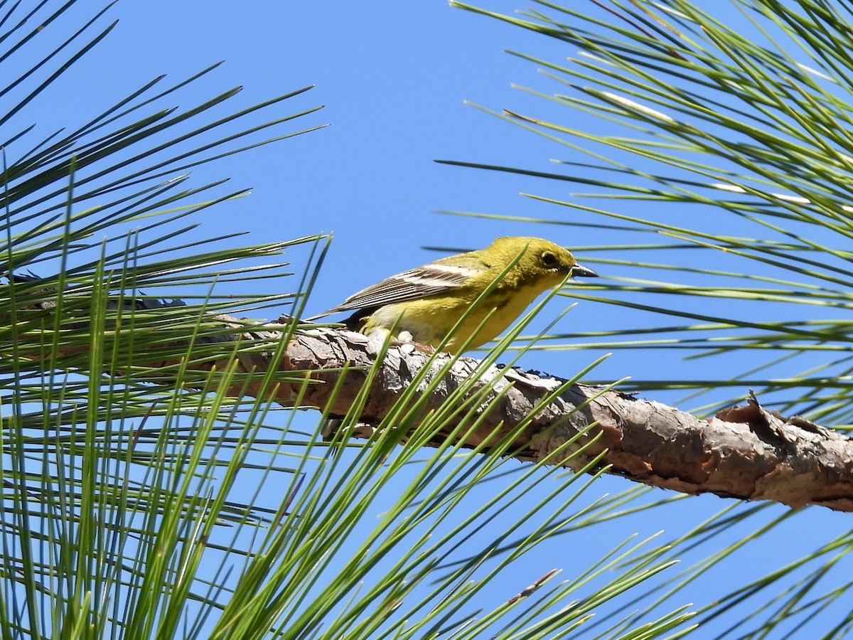 Pine Warbler - ML632341911