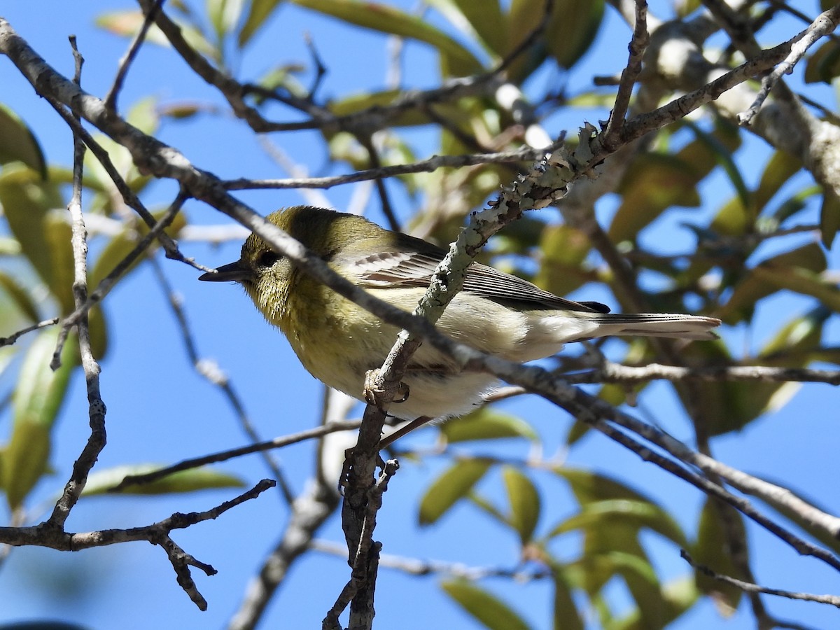 Pine Warbler - ML632341922