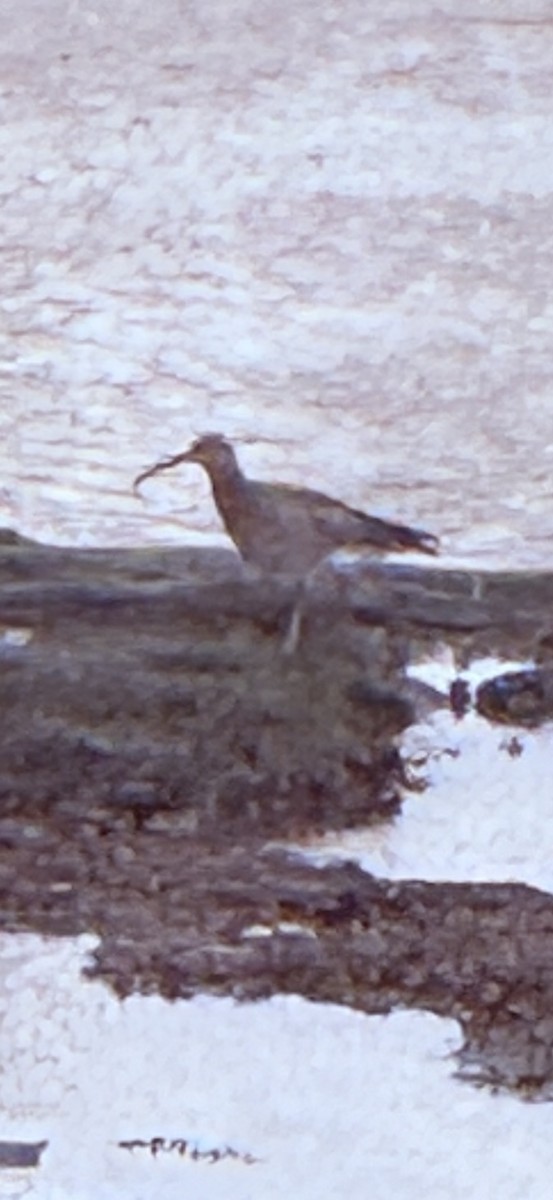 Eurasian Curlew - ML632341945