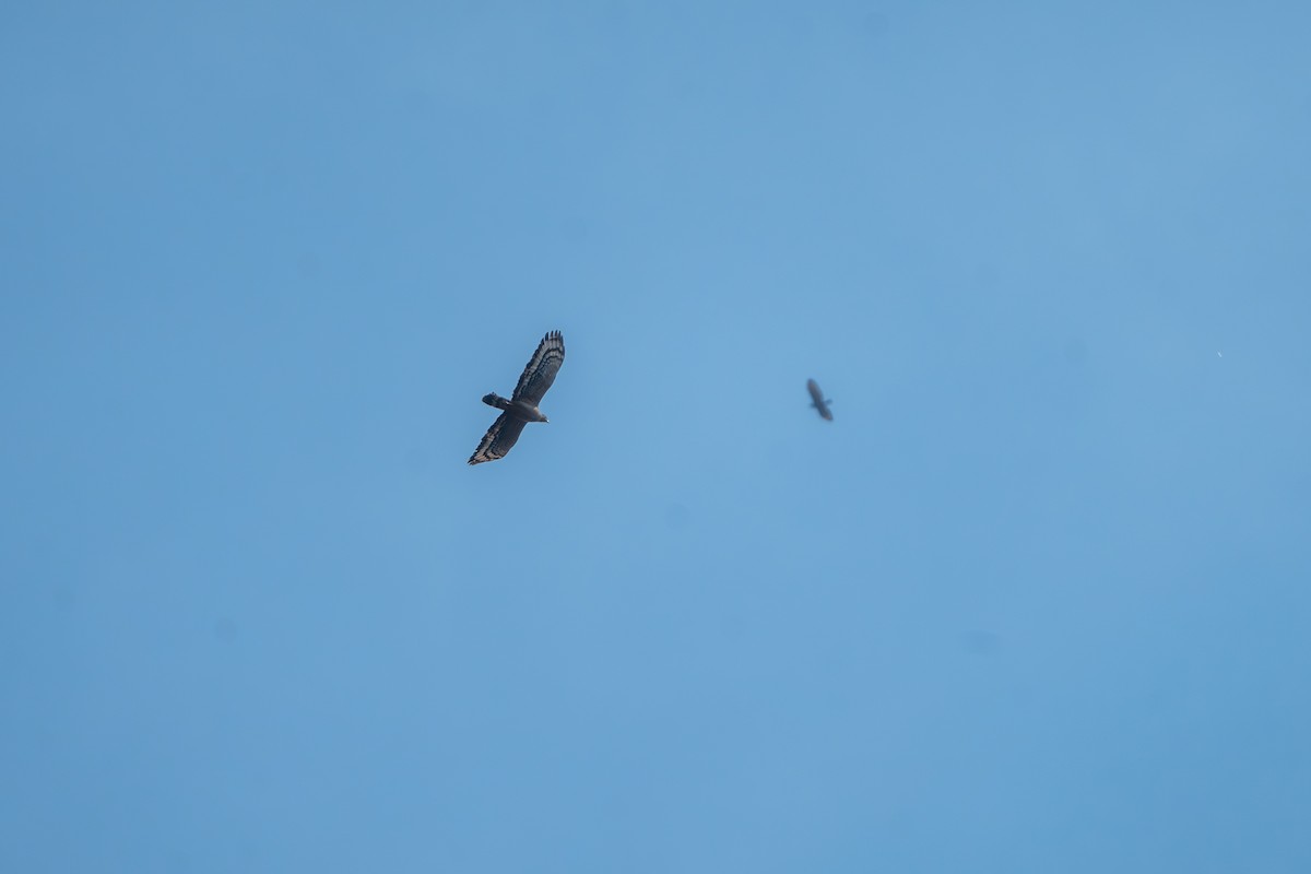 Crested Serpent-Eagle - ML632341986